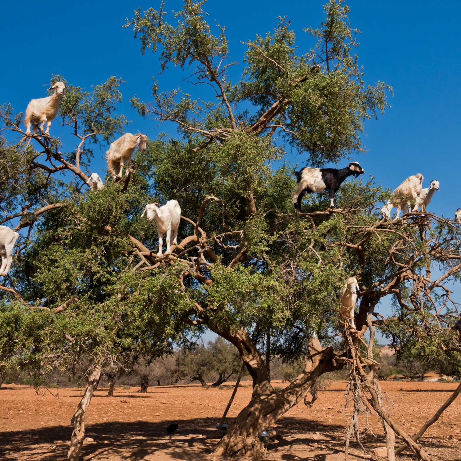 moroccan beauty secrets